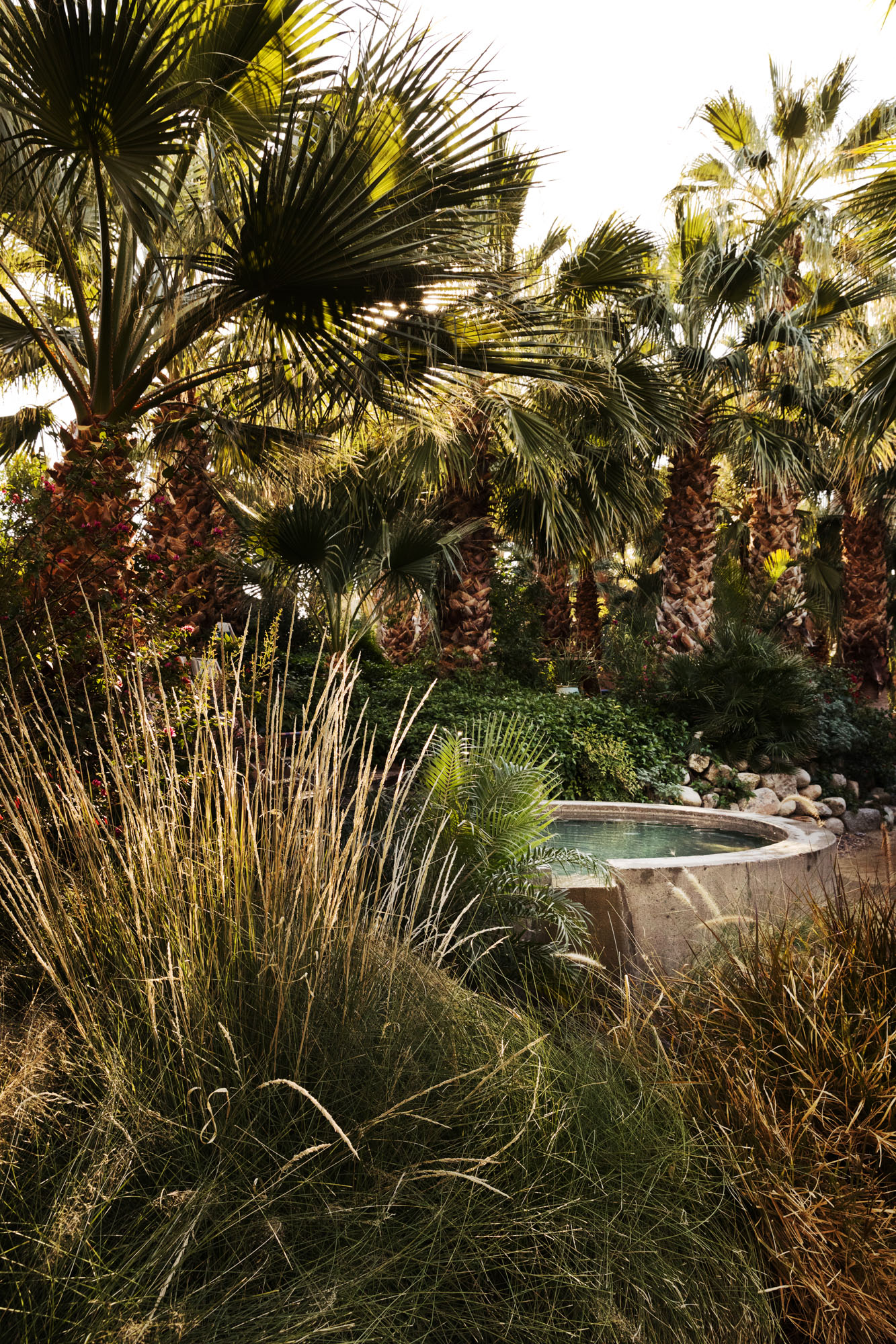 A lush oasis formed miraculously in an otherwise barren space.